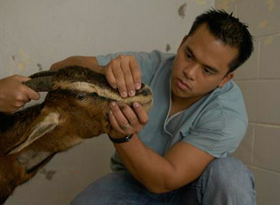 Veterinary student Thomas Cabantac conducts an examination. Photo by Edwin Remsberg of USDA/CSREES.