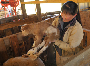 Traci Stroupe is pictured here in one of her ewe pens holding a Katahdin lamb. The lambing pens and barn in the photo were made possible by funding from her FSA loan. Traci and her husband Gary raise Katahdin sheep on their 235 acre farm in Harrison County, West Virginia.