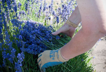 A handful of lavender.