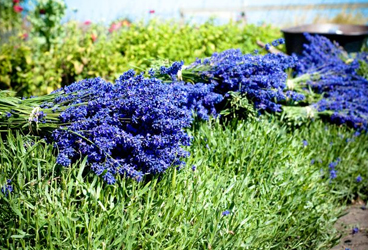 Fresh bundles of lavender sit out to dry.