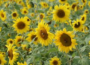 Sunflower field in Missouri. Photograph by Dana Rogge