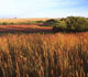 Thumbnail image depicting Farmable Wetland Program lands