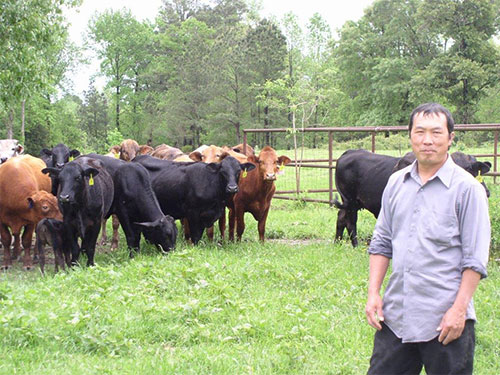 Koua Thao with herd of cattle