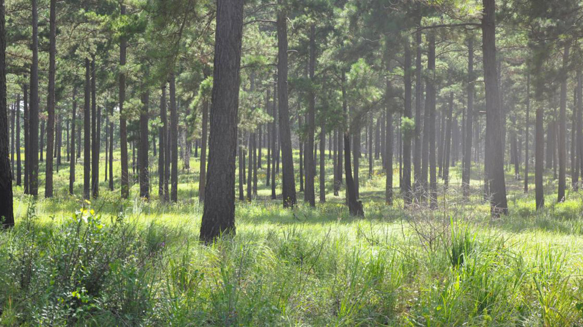 Expand Your CRP Plan for The Health of Your Forests
