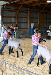 Chantel (left) and Jazmyne (center) Miller display their sheep to judge Joe Hobbs. Chantel won overall champion in the 4-H market lamb division and overall champion for showmanship, while Jazmyne took second place in both of those divisions and won the overall champion for the FFA division. The Millers used youth loans from the Farm Service Agency to purchase their sheep.