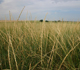 Mixture of four species on CRP includes tall wheat grass.