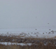 Pheasants find winter cover in CRP fields.