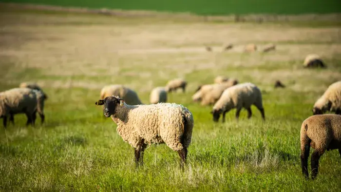 Livestock Forage Disaster Program (LFP)