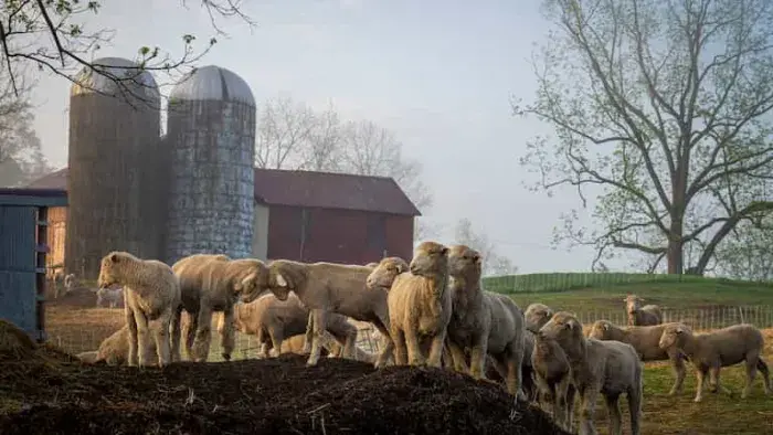Sheep in a field