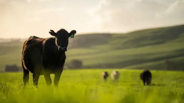 beef cow standing in a grassy field