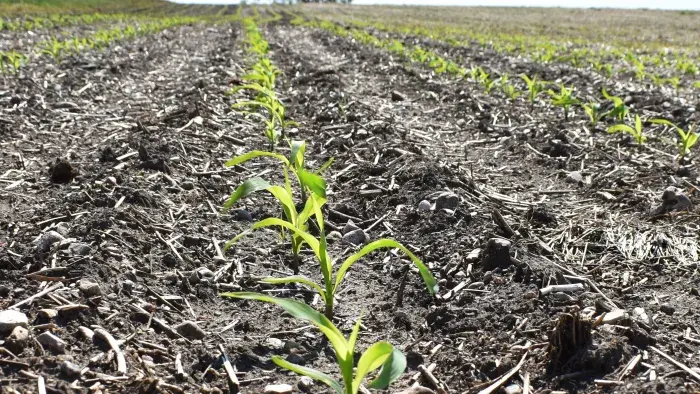 early season corn