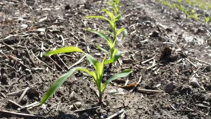 sprouting corn in a field
