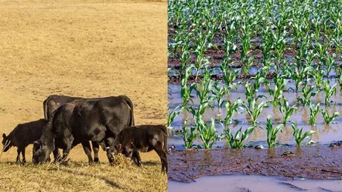 Cows in a field and flooded crops