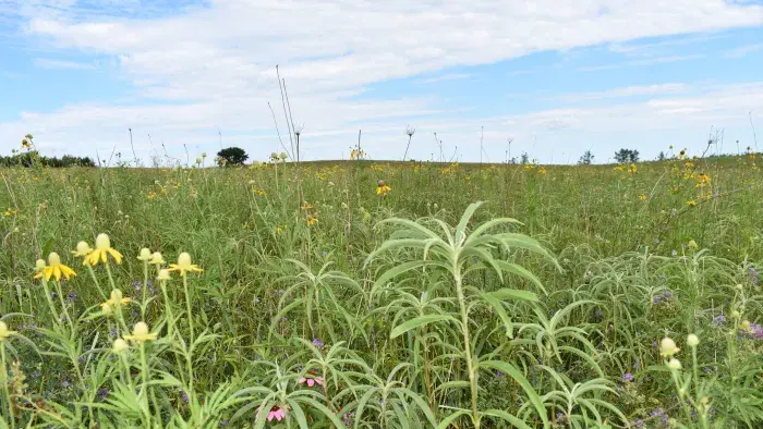 CRP field