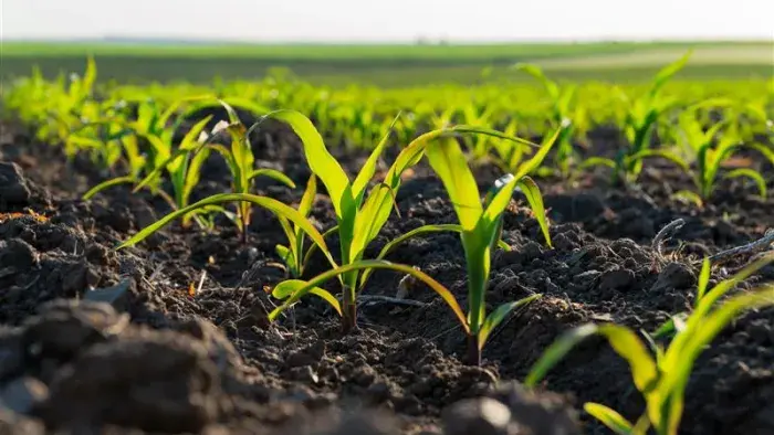 Corn