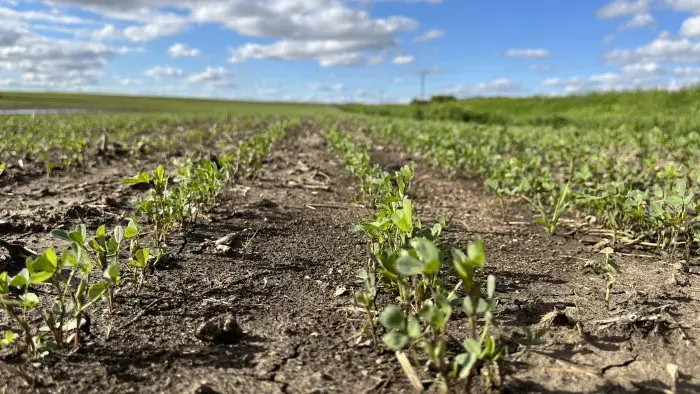 new alfalfa field