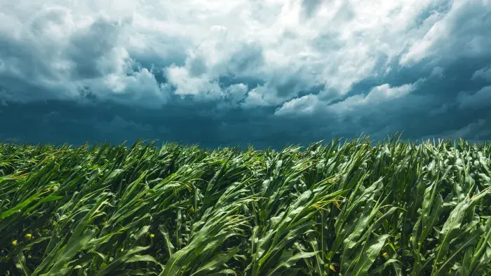 Storm looming over a corn field.