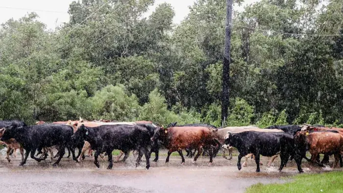 Cattle walking in rain