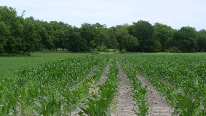 corn