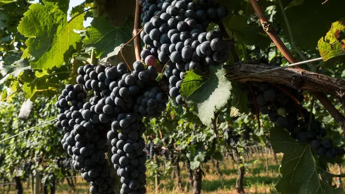 grapes