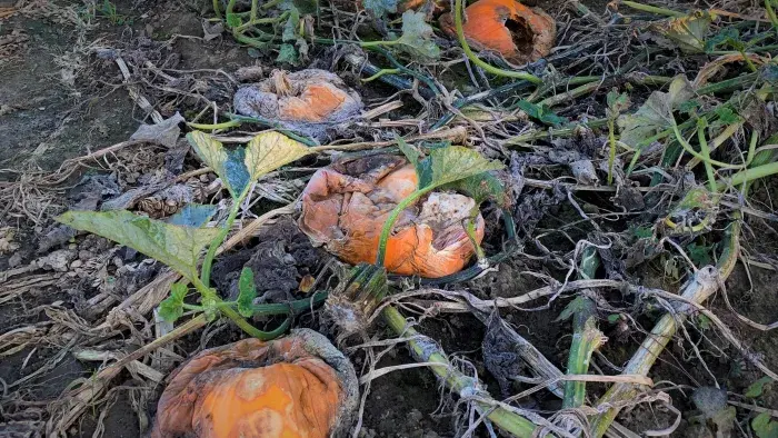 Pumpkin Damage