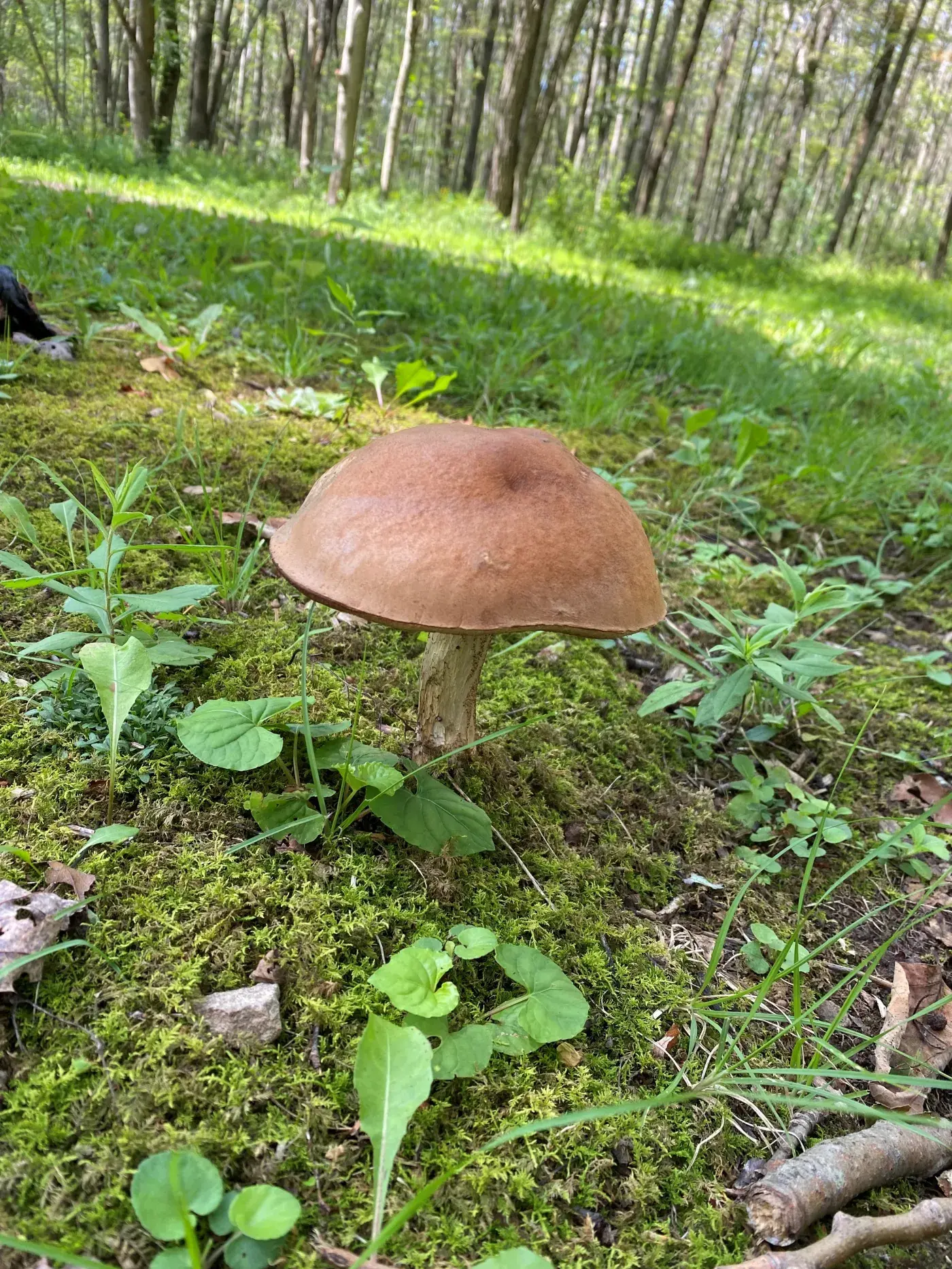 mushroom growing in woods