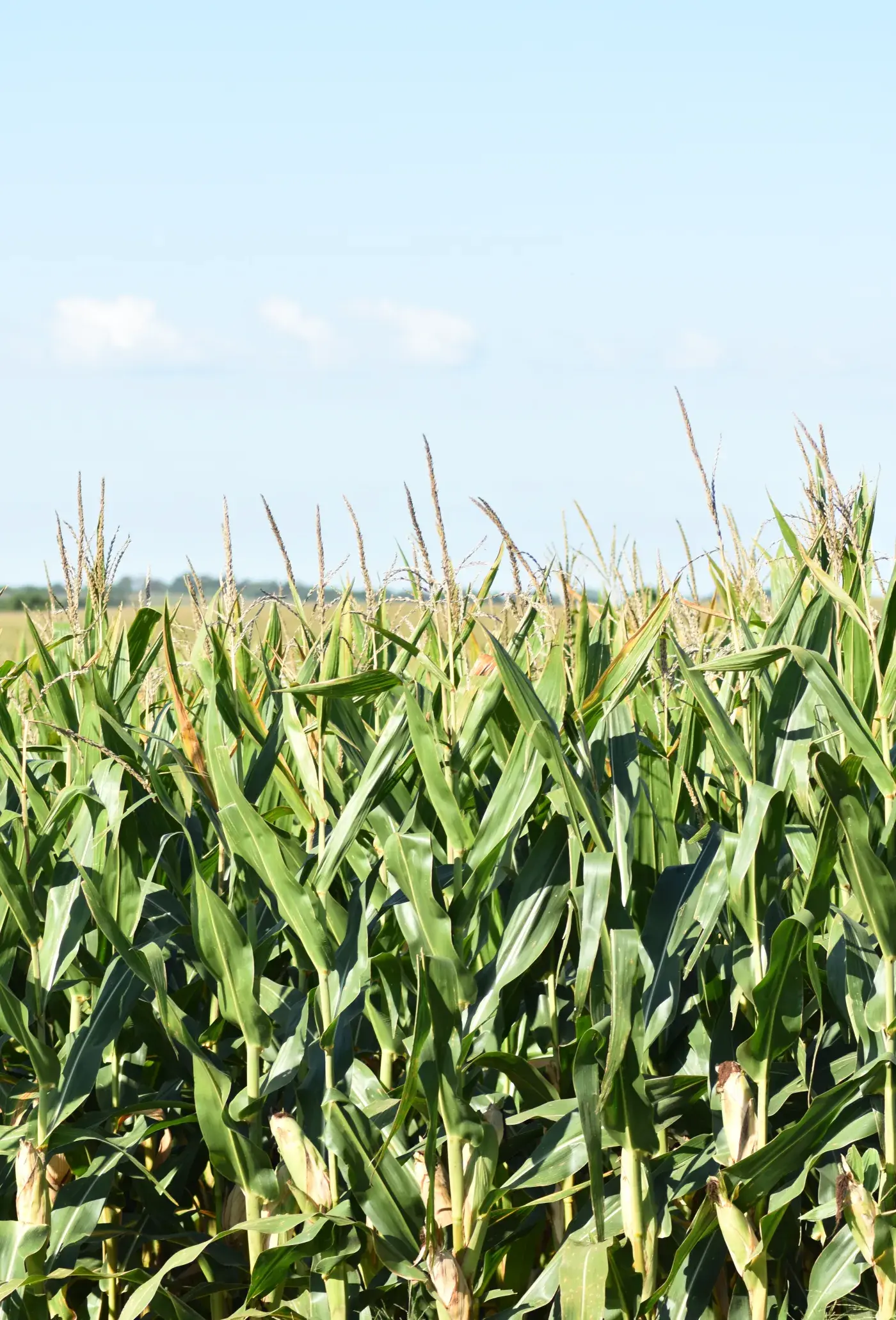Corn in late August northern Lancaster
