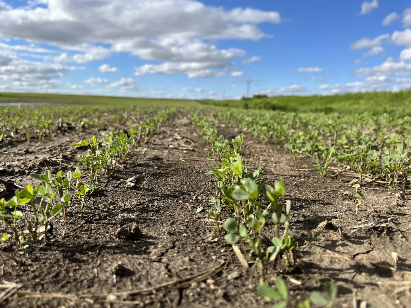 new alfalfa field