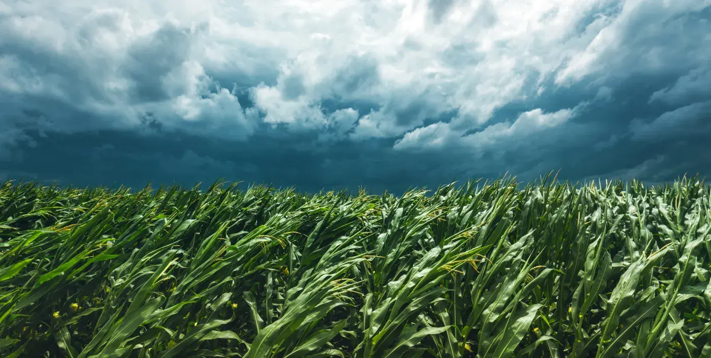Storm looming over a corn field.