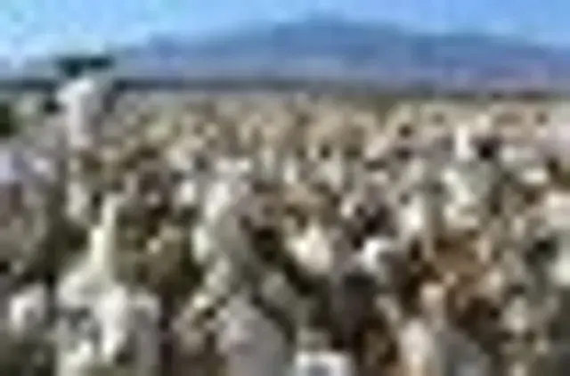 Arizona Cotton