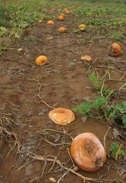 Crop Damage Pumpkins