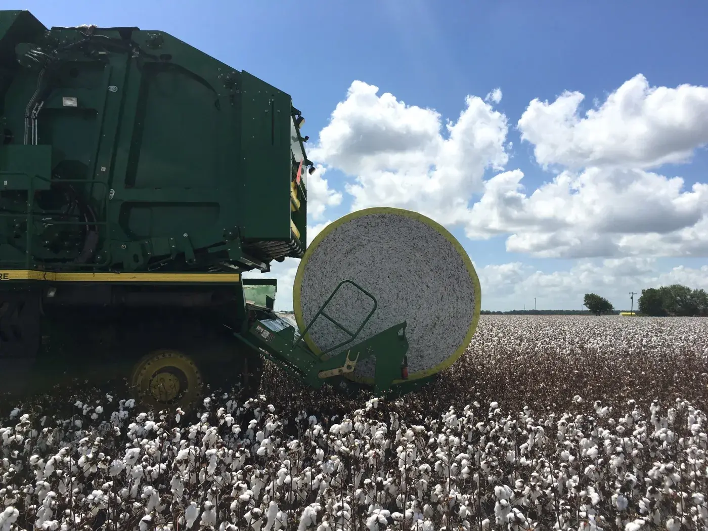 Cotton harvesting