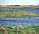 Wetland thumbnail