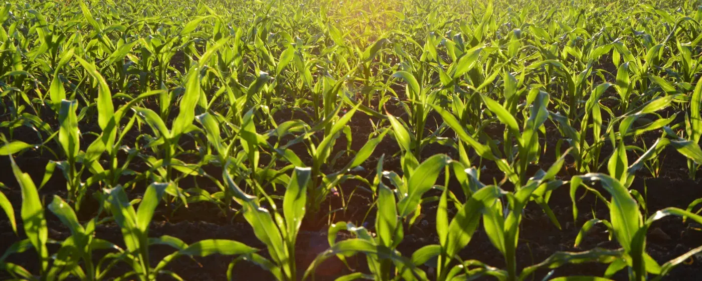 Plants Background