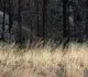 tn_efrp_replanting.jpg